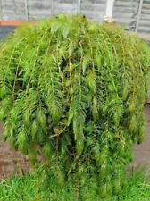 70g hornwort pond for sale  NOTTINGHAM