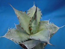 Agave white ice for sale  Tucson