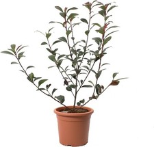 Photinia fraseri robusta usato  Agliana