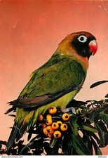 Animaux oiseaux perroquet d'occasion  Fruges