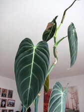 melanochrysum philodendron gebraucht kaufen melanochrysum philodendron gebraucht kaufen Marsberg