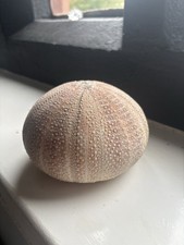 Natural sea urchin for sale  WARRINGTON