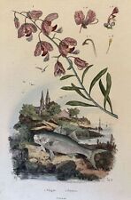 Incisione pesce gatto usato  Foligno
