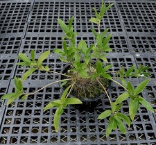 Squamellaria huxleyana beautif for sale  Redwood City