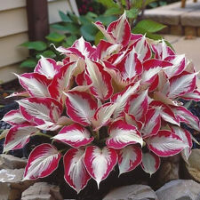 100 sementes de plantas de hosta vermelhas e brancas flores perenes de jardim Hosta Plantaginea comprar usado  Enviando para Brazil