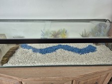 Big shallow turtle for sale  MANCHESTER