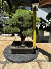Shohin japanese white for sale  Salt Lake City