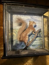 Antique victorian taxidermy for sale  Los Angeles