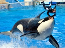 Seaworld aquatica busch for sale  Orlando