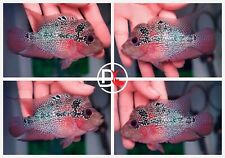 Live flowerhorn fish for sale  Plano