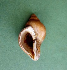 Neptunea contraria fossil for sale  COLCHESTER