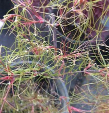 japanese maple trees for sale japanese maple trees for sale Woodburn
