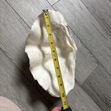 Large ruffled half for sale  Zanesville