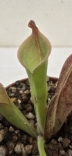 Heliamphora neblinae giant usato  Pomezia