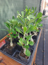 Adenium obesum desert for sale  Mission