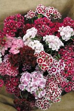 Sweet william auricula for sale  SALISBURY