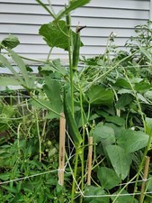 Cow horn okra for sale  Philadelphia