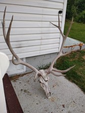 Real canadian bull for sale  Fort Kent