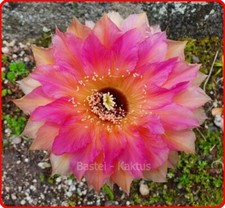 Kaktus kakteen echinopsis gebraucht kaufen  Lohmen