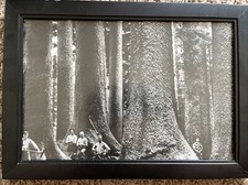 Loggers giant redwood for sale  Coraopolis