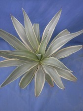 Agave desmettiana joe for sale  Tucson
