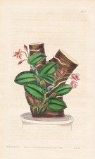 Sophronitis cernua brasil usato Sophronitis cernua brasil usato  Spedire a Italy