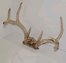 Whitetail deer antler for sale  Baxter
