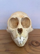 Genuine monkey skull. for sale  KINGSTON UPON THAMES