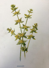 Crosswort antique garden for sale Crosswort antique garden for sale  TORRINGTON