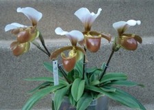 Orchidee paphiopedilum charles d'occasion Orchidee paphiopedilum charles d'occasion  Bischoffsheim