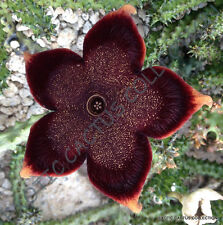 Edithcolea grandis exotic for sale  Miami