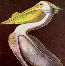 White pelican bird for sale  Cambridge