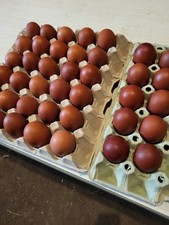 Bruteier marans schwarz gebraucht kaufen  Loburg