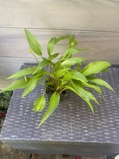 Funkie hosta kikutii gebraucht kaufen  Metzingen