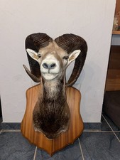 Mufflon präparat jahre gebraucht kaufen  Rodach