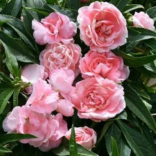 Camelia impatiens dai usato  San Biagio di Callalta