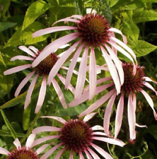 Coneflower pale purple for sale  Sevierville
