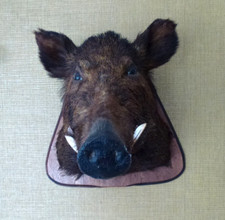 Wildschwein jagd trophäe gebraucht kaufen  Baddeckenstedt
