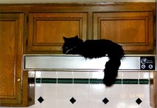 Foto vintage aconchegante de gato preto na cozinha década de 1990 decoração para casa época do Natal comprar usado  Enviando para Brazil
