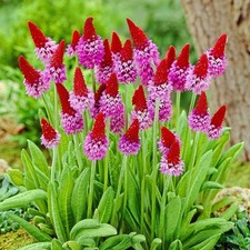 Primula vialii beautiful for sale  GRIMSBY