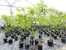 Esskastanie castanea sativa gebraucht kaufen  Goch
