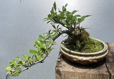 Bonsai roche semi d'occasion  Nogent-sur-Marne
