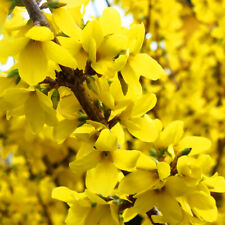 Forsythia intermdia nimbus for sale  UK