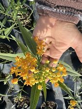 Milkweed monarch food for sale  Miami