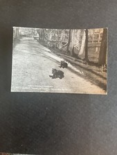 Cartolina parco nazionale usato  Fano