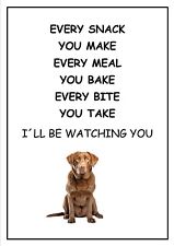 chesapeake bay retriever for sale chesapeake bay retriever for sale DUNSTABLE