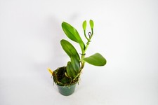 Spike bud cattleya for sale  Spring Hill