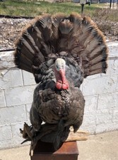 Taxidermy turkey mount for sale  Sioux City