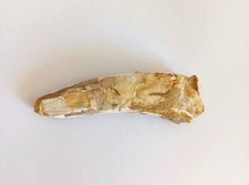 Fossile dent dinosaure d'occasion  Clohars-Carnoët