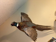 Ringneck pheasant taxidermy for sale  Slidell